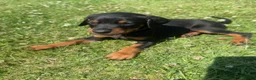 Dobermann dogs for sale: Champion Bloodline Doberman Puppies - Advert 4