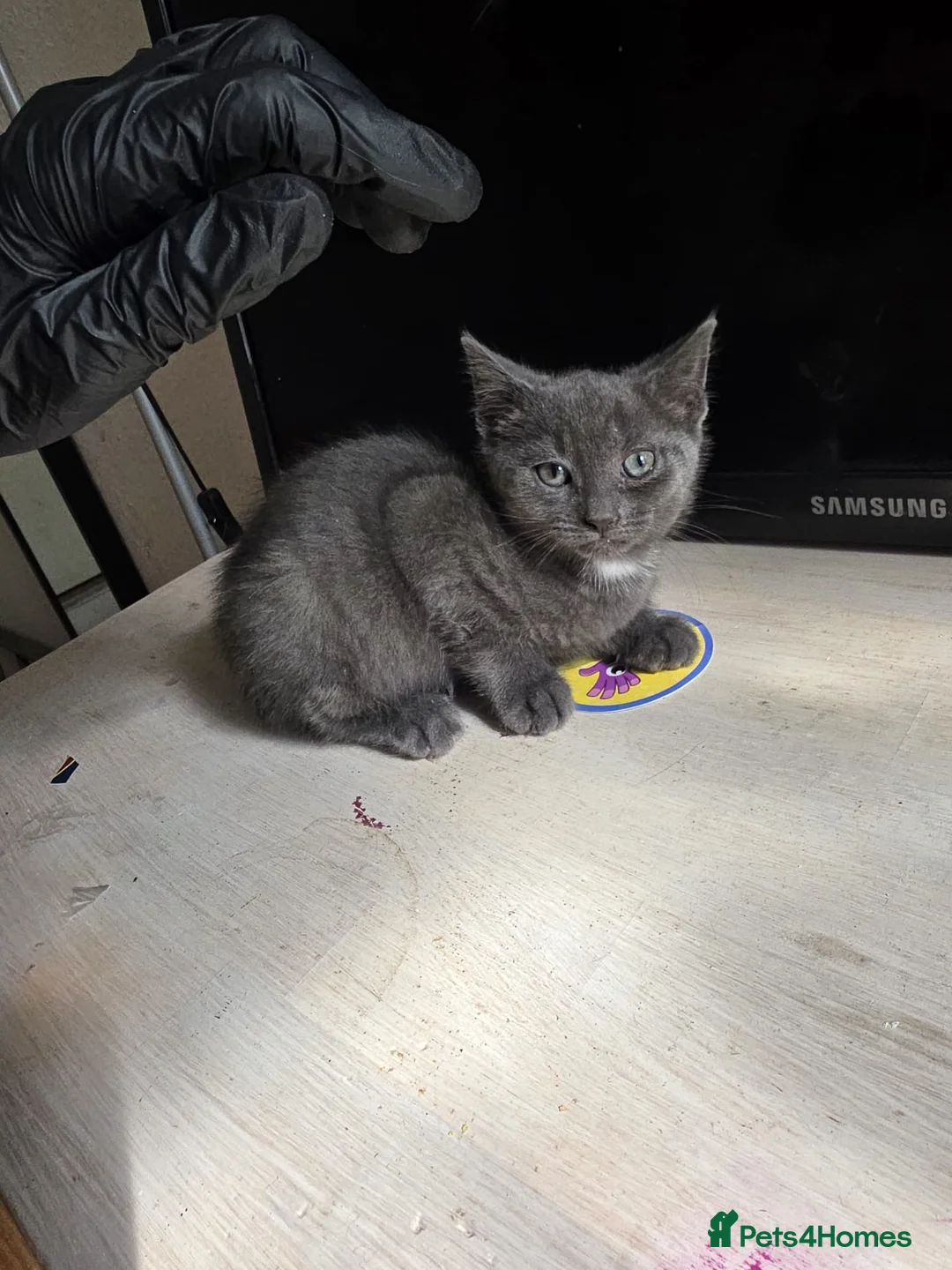 Russian Blue cats for sale: Russian blue male kitten 2 months and 2 weeks old  in Birmingham - Advert 1