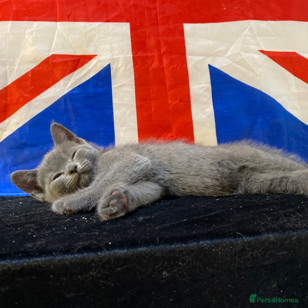 British Shorthair cats for sale: 7 Chunky British Blue Shorthair Kittens for Sale - Image 7