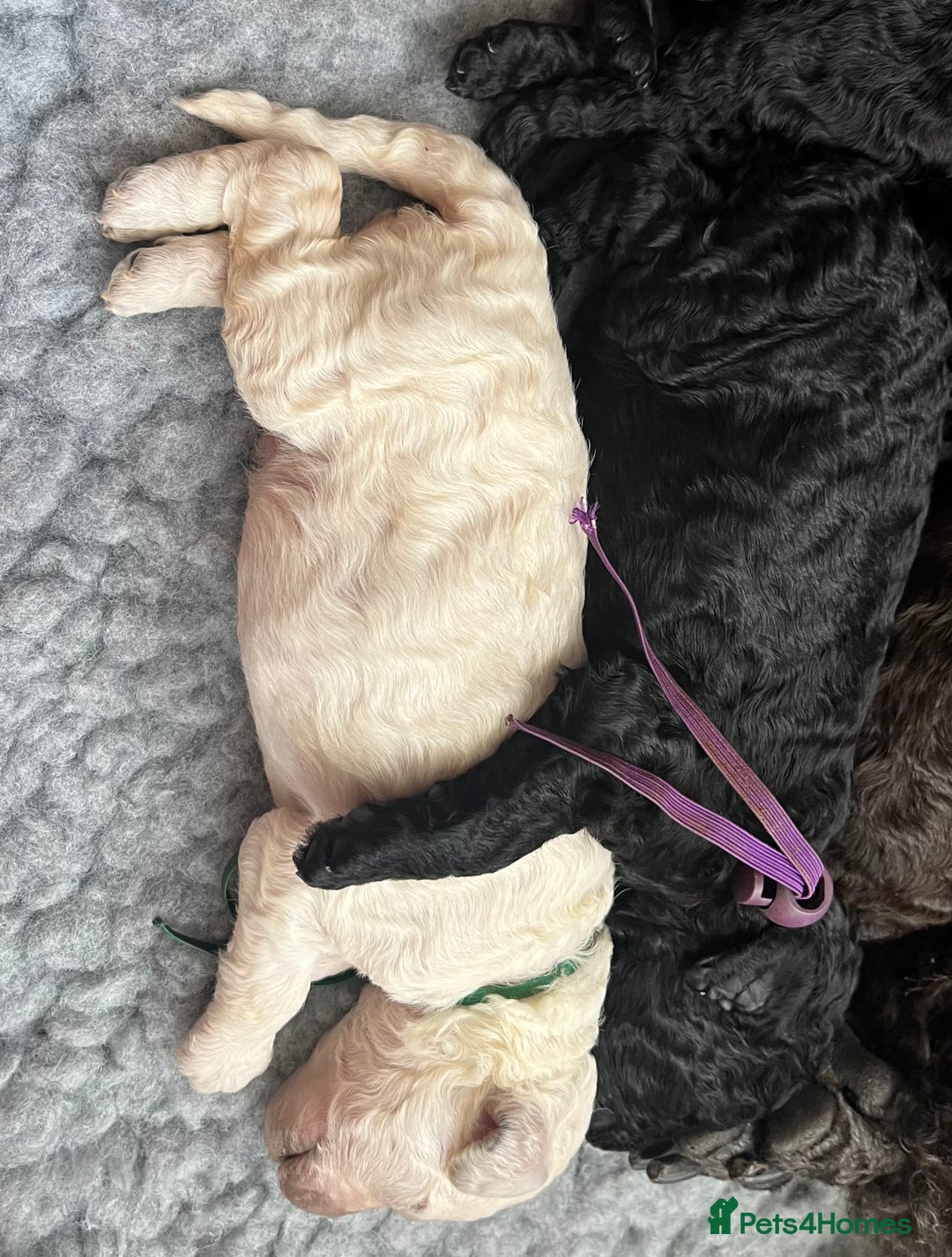 Standard Poodle dogs for sale: Standard poodle puppies  - Advert 4