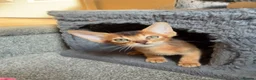 Abyssinian cats for sale: TICA 5* pedigree Abyssinian Kittens  - Advert 11