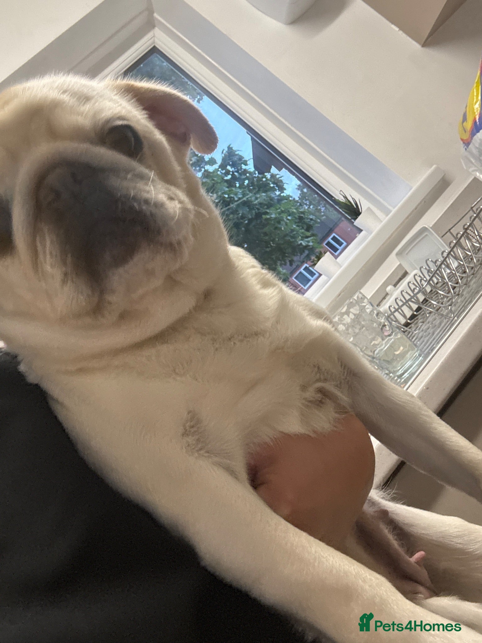 Pug dogs White pug  - Advert 3