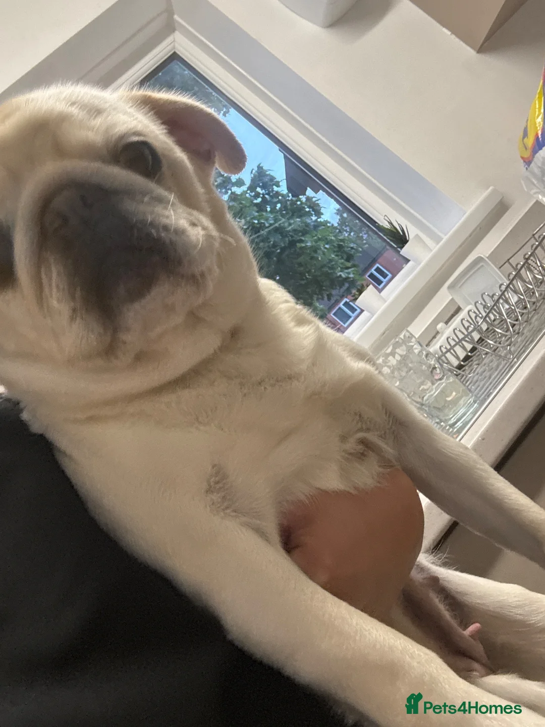 Pug dogs for sale: White pug  - Advert 1