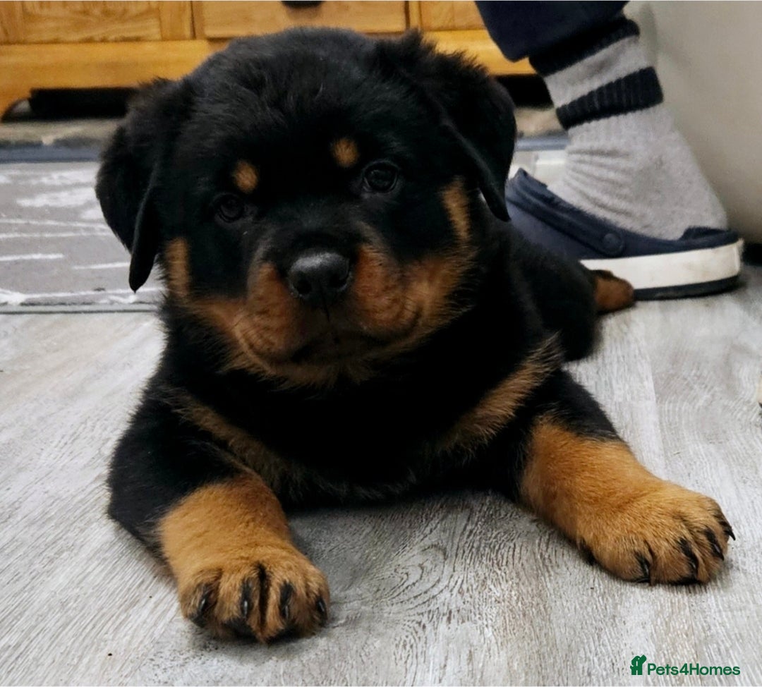 Rottweiler dogs Rottweiler Puppies – Champion & Top Bloodlines - Advert 1