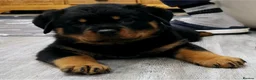 Rottweiler dogs for sale: Rottweiler Puppies – Champion & Top Bloodlines - Advert 1