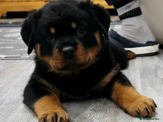 Rottweiler dogs Rottweiler Puppies – Champion & Top Bloodlines - Advert 1