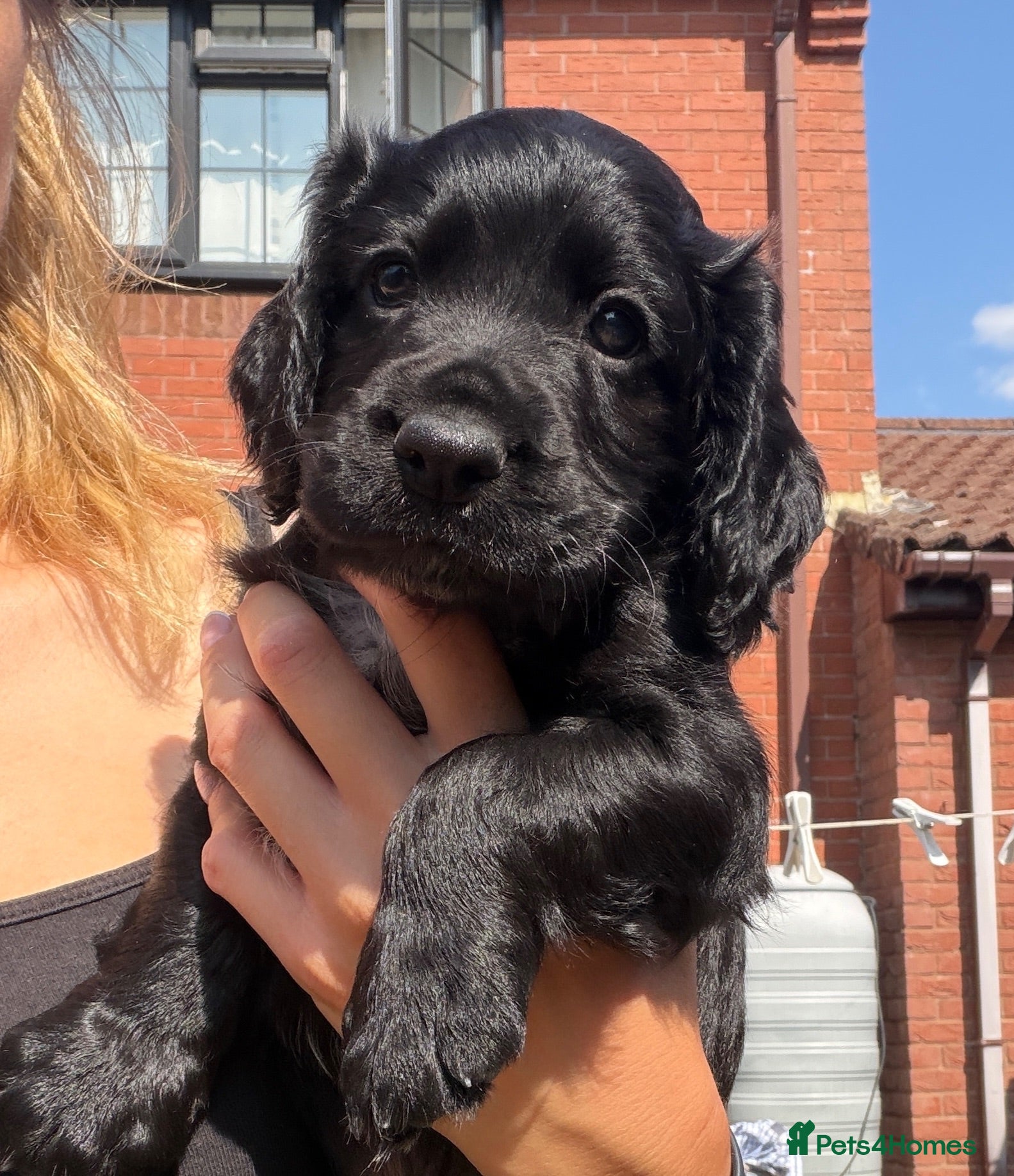 Cocker Spaniel dogs Well bred health tested working cocker pup - Advert 12