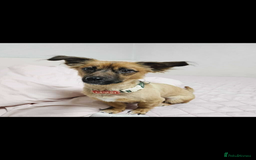Pomsky dogs for adoption: Goori 4-5 years meat trade survivor  - Image 2