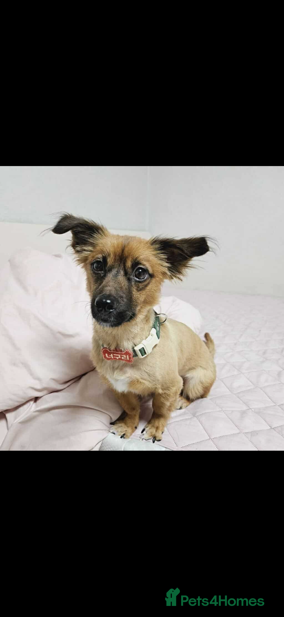 Pomsky dogs for adoption: Goori 4-5 years meat trade survivor  - Image 2