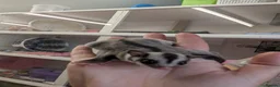 Sugar Glider rodents for sale: Female grey sugar glider. More available soon! ☺️ - Advert 4