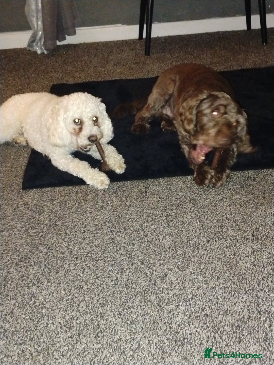 Mixed Breed dogs for stud: Dog for stud - Advert 6