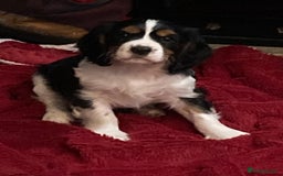 Cavalier King Charles Spaniel dogs for sale: Beautiful cavaliers  - Advert 1