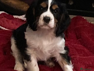 Cavalier King Charles Spaniel dogs Beautiful cavaliers - Advert 15