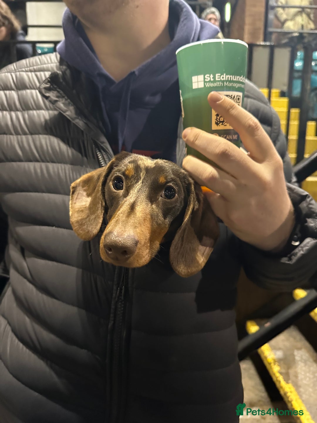 Miniature Dachshund dogs for sale: Otto  - Advert 14