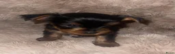 Yorkshire Terrier dogs for sale: Stunning  Yorkshire Terrier puppies 1 Puppy Left - Advert 8
