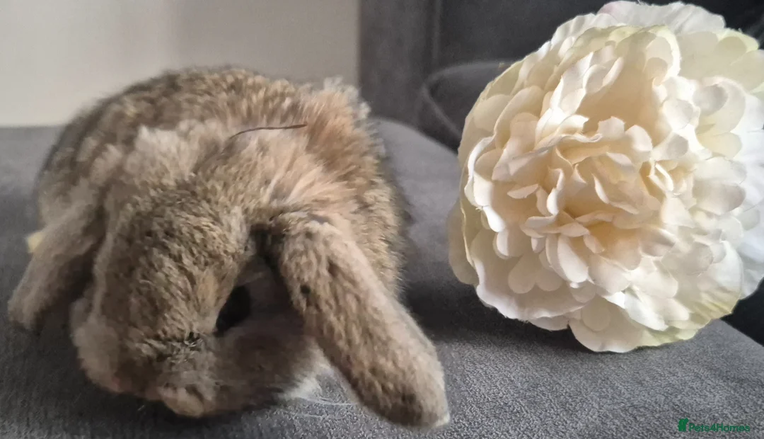 French Lop rabbits for sale: French Lop in Gainsborough - Advert 2