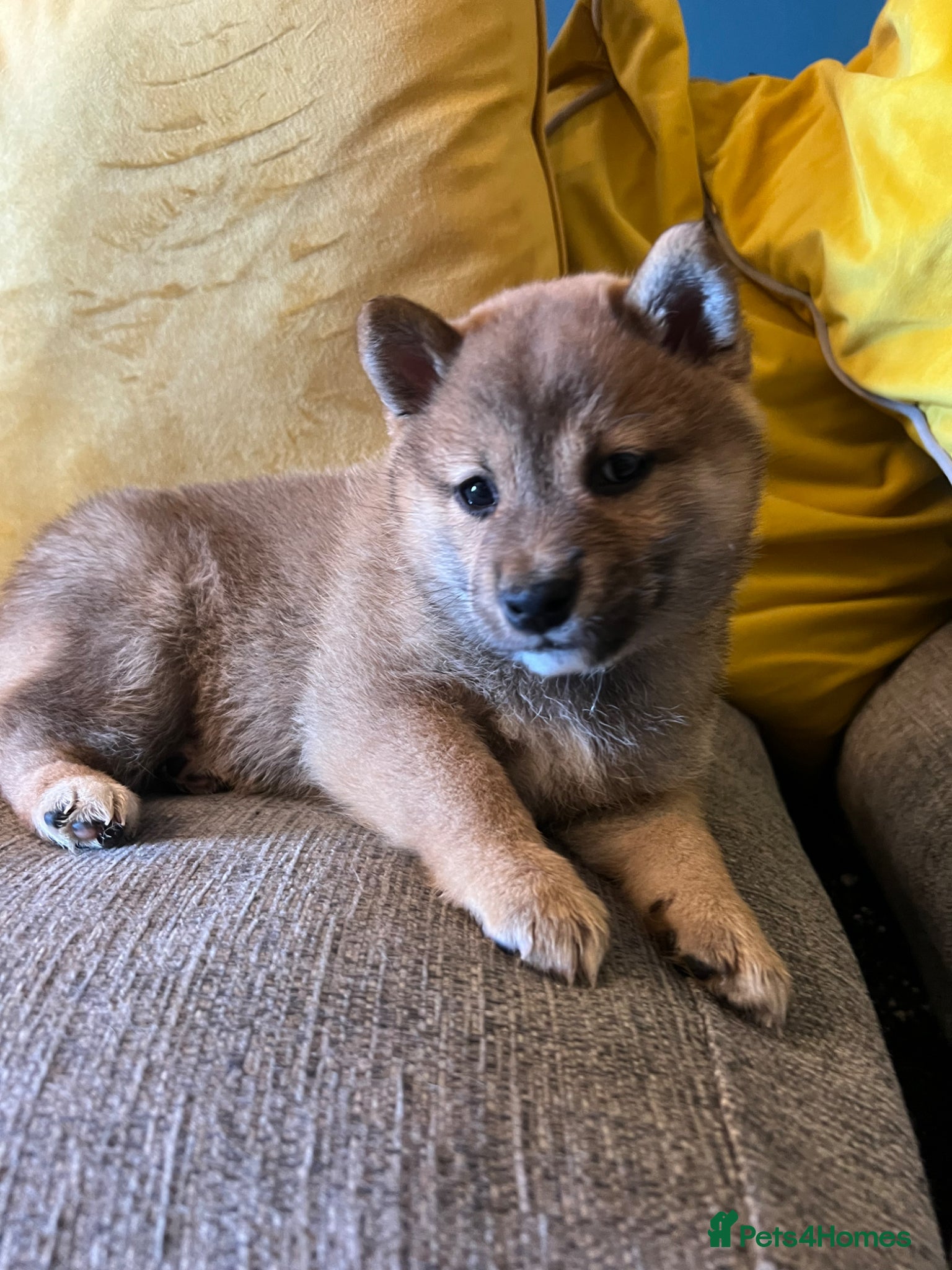 Japanese Shiba Inu dogs Pure bred Shiba Inu Puppies - Advert 1