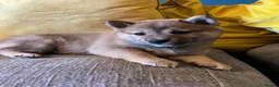 Japanese Shiba Inu dogs for sale: Pure bred Shiba Inu Puppies - Advert 1