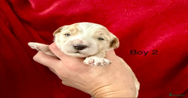 Maltipoo dogs - Advert 1