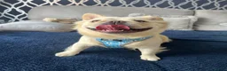 French Bulldog dogs for sale: Fluffy French bull dog  - Advert 1