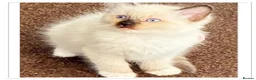 Ragdoll cats for sale: 6 cute pure breed Ragdoll kittens 2 boys 4 girls  - Advert 8
