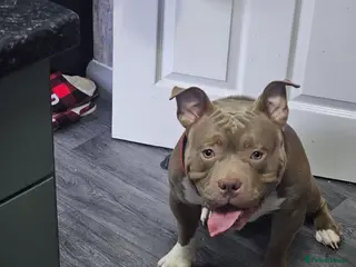 American Bully dogs Pocket bully - Advert 1