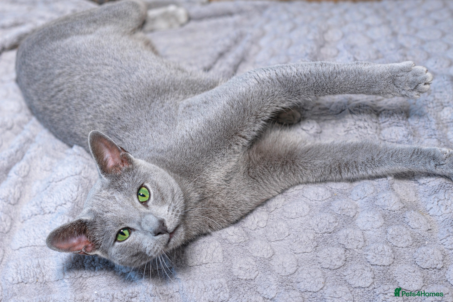 Russian Blue cats TICA Russian Blue Stud – Genetically Tested - Advert 1