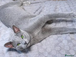Russian Blue cats for stud: TICA Russian Blue Stud – Genetically Tested - Advert 1