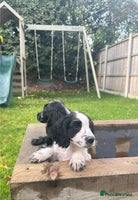 Cocker Spaniel dogs - Advert 4