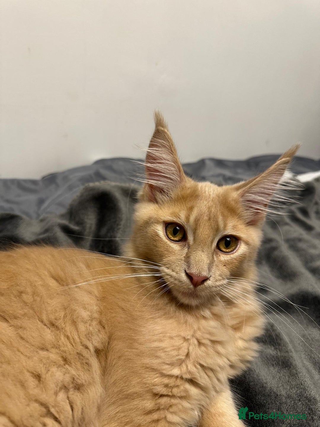 Maine Coon cats for sale: One Beautiful TICA Registered Maine Coon Boy Left! - Image 1