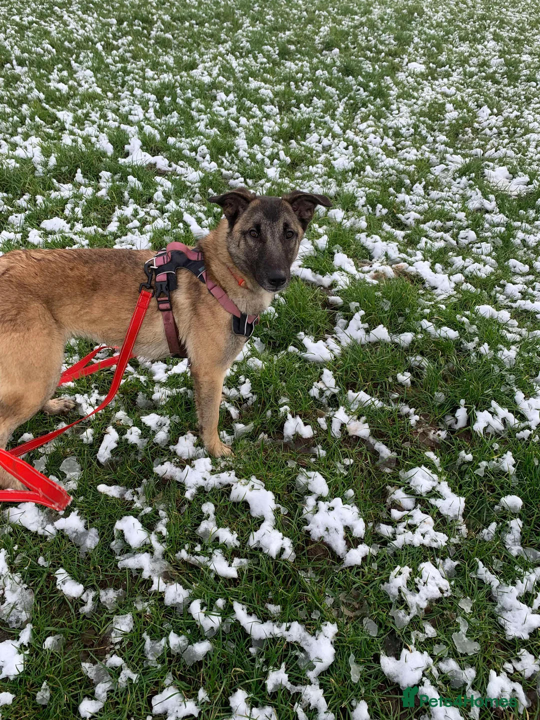 Mixed Breed dogs for adoption: Meet Vera, currently residing in Cheshire  in Nantwich - Advert 2