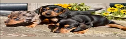 Miniature Dachshund dogs for sale: 💕 Lovely Miniature Dachshund Puppies - Advert 7