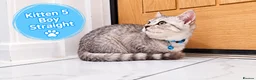 Scottish Fold cats for sale: 🐾 Beautiful Scottish Fold & Scottish Straight🐾 - Advert 37