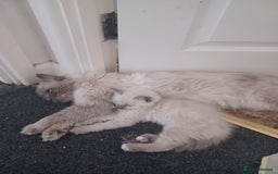 Ragdoll cats for sale: Mink ragdoll kittens - Image 8