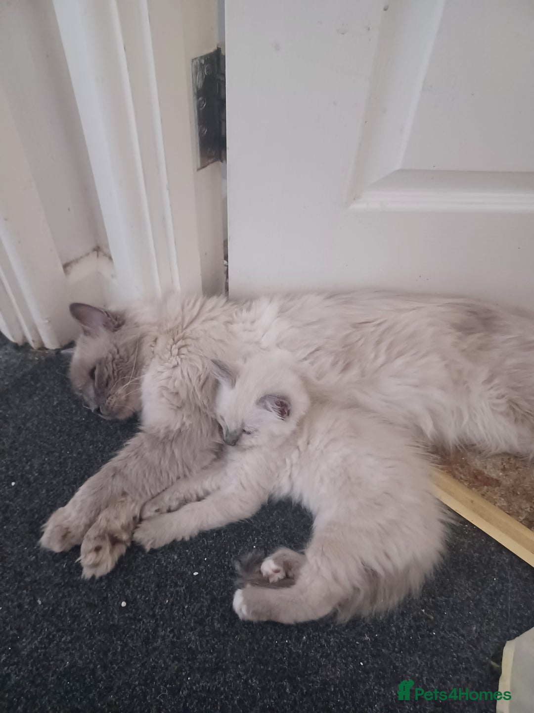 Ragdoll cats for sale: Mink ragdoll kittens - Image 8