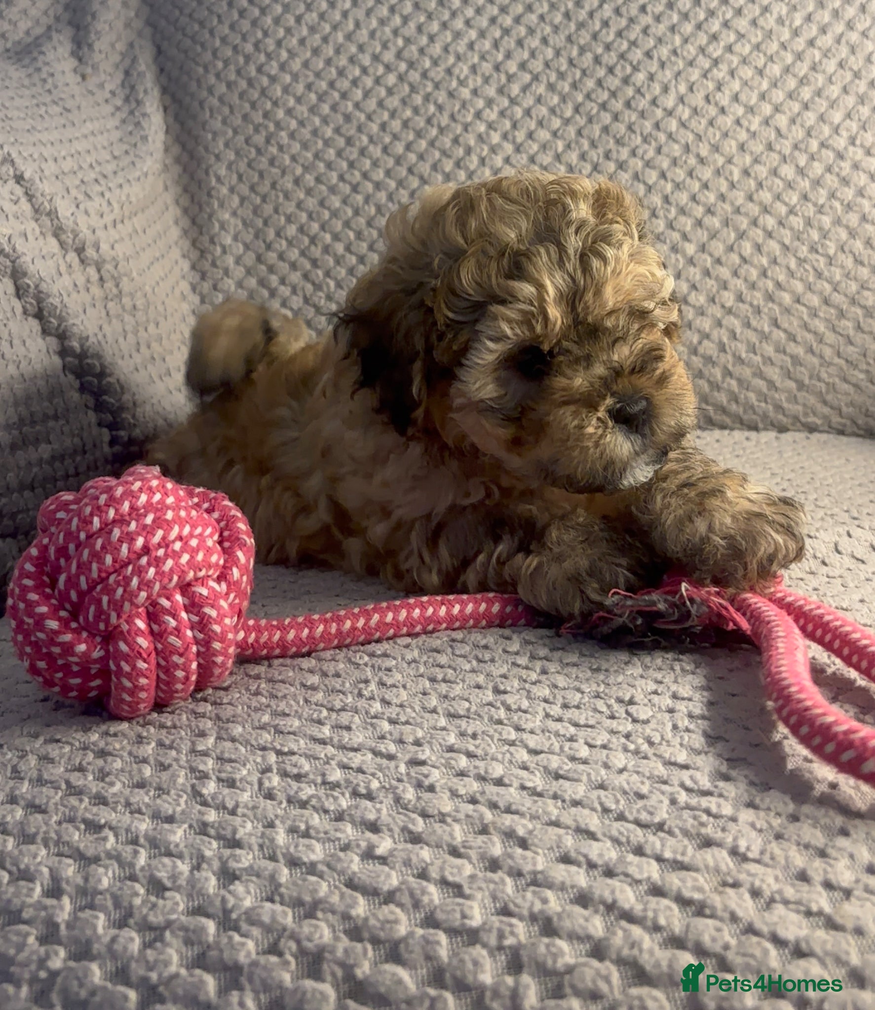 Maltipoo dogs MALTIPOO PUPPIES/ READY TO GO - Advert 2