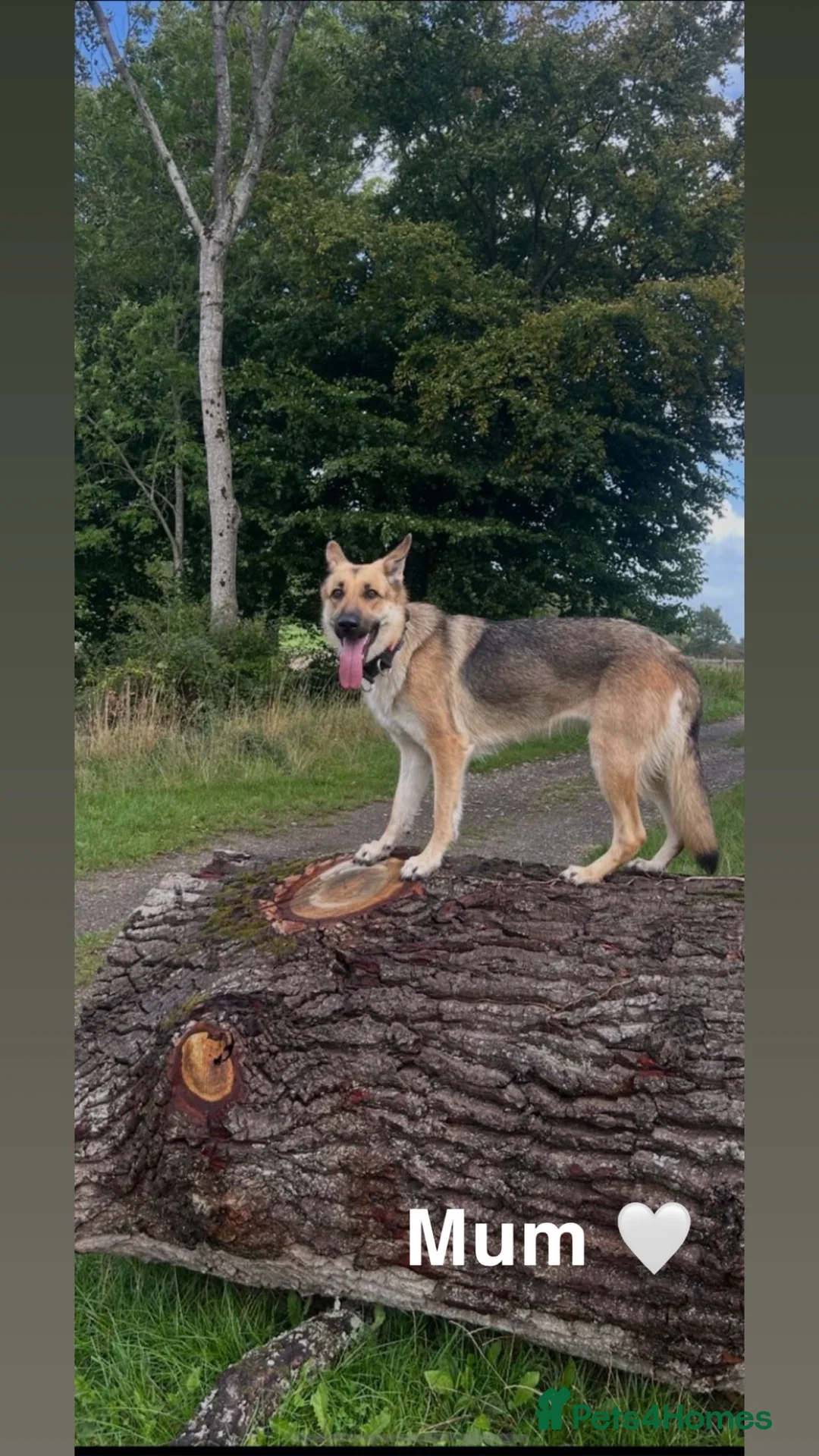 Mixed Breed dogs for sale: 🎄🐾 Beautiful German Shep/Springador Puppies 🐾🎄 - Advert 5