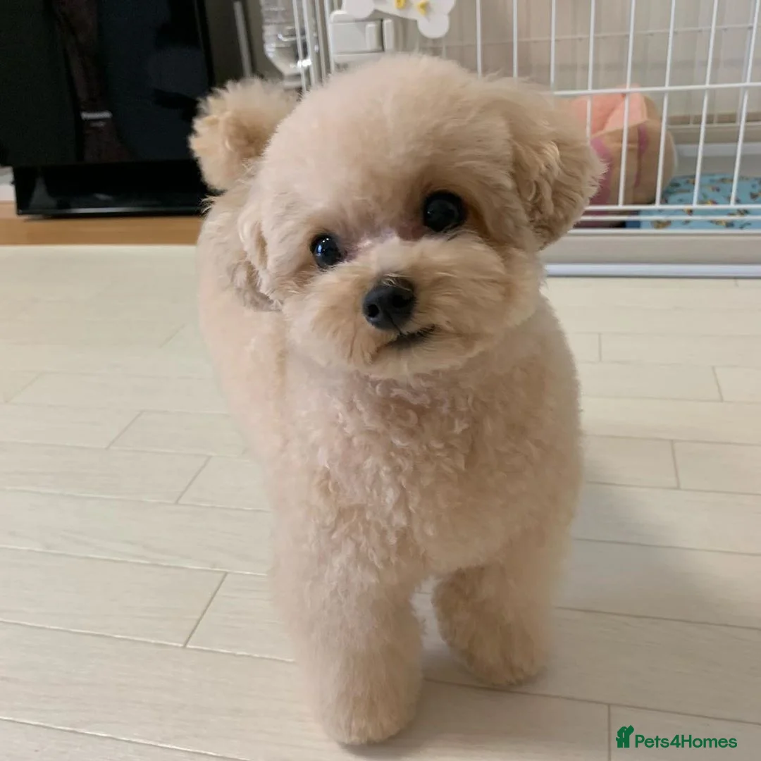 Toy Poodle dogs for sale: Cute Apricot Toy Poodle Puppy - Advert 2