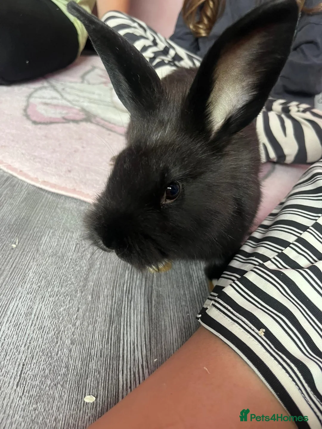 Mixed Breed rabbits for sale: Rabbits for sale x2 in Glasgow - Advert 7