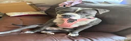 Staffordshire Bull Terrier dogs for sale: Female Staffordshire Bull Terrier Cross in Bournemouth - Advert 1