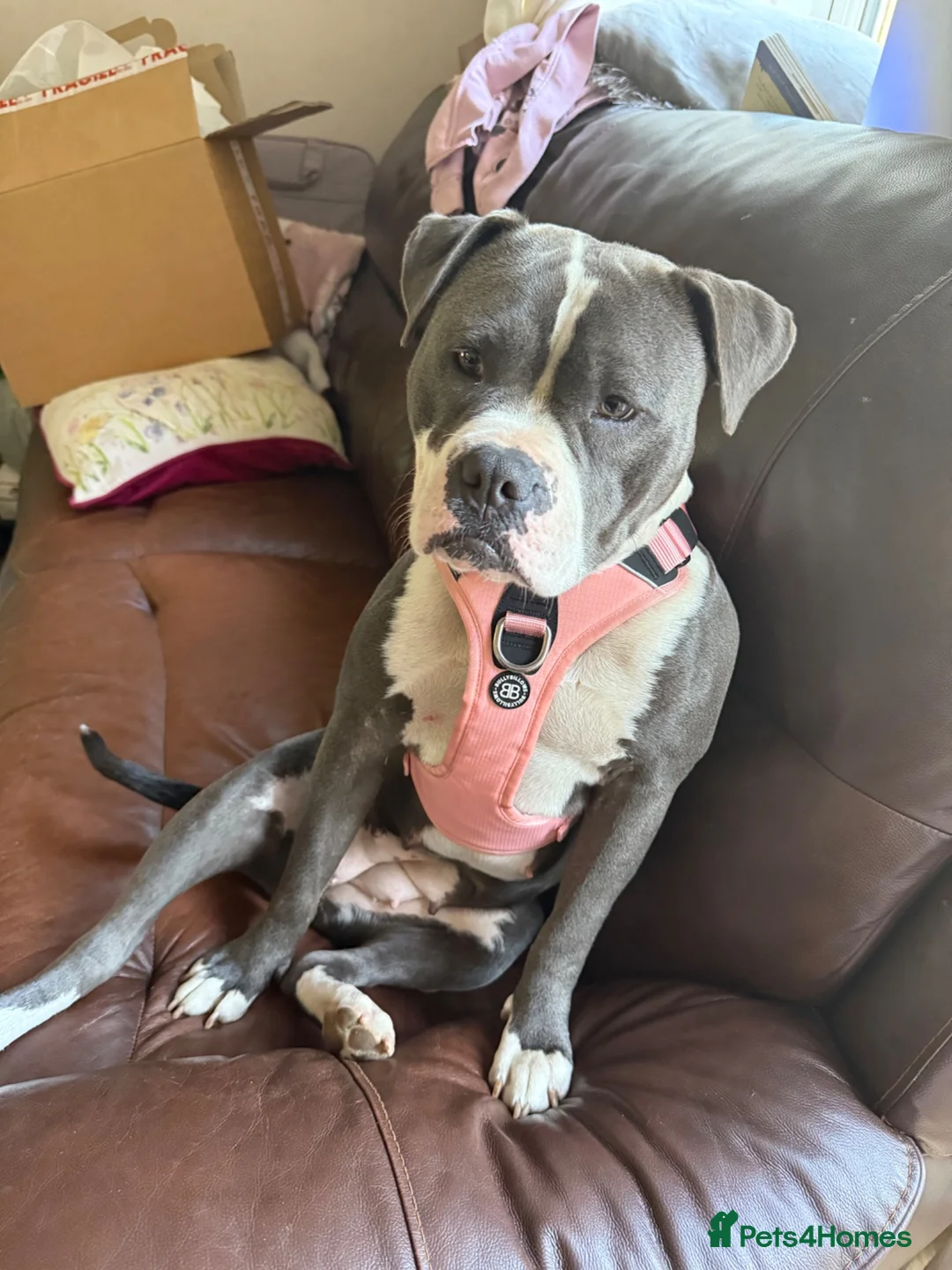 Staffordshire Bull Terrier dogs for sale: Female Staffordshire Bull Terrier Cross in Bournemouth - Advert 1