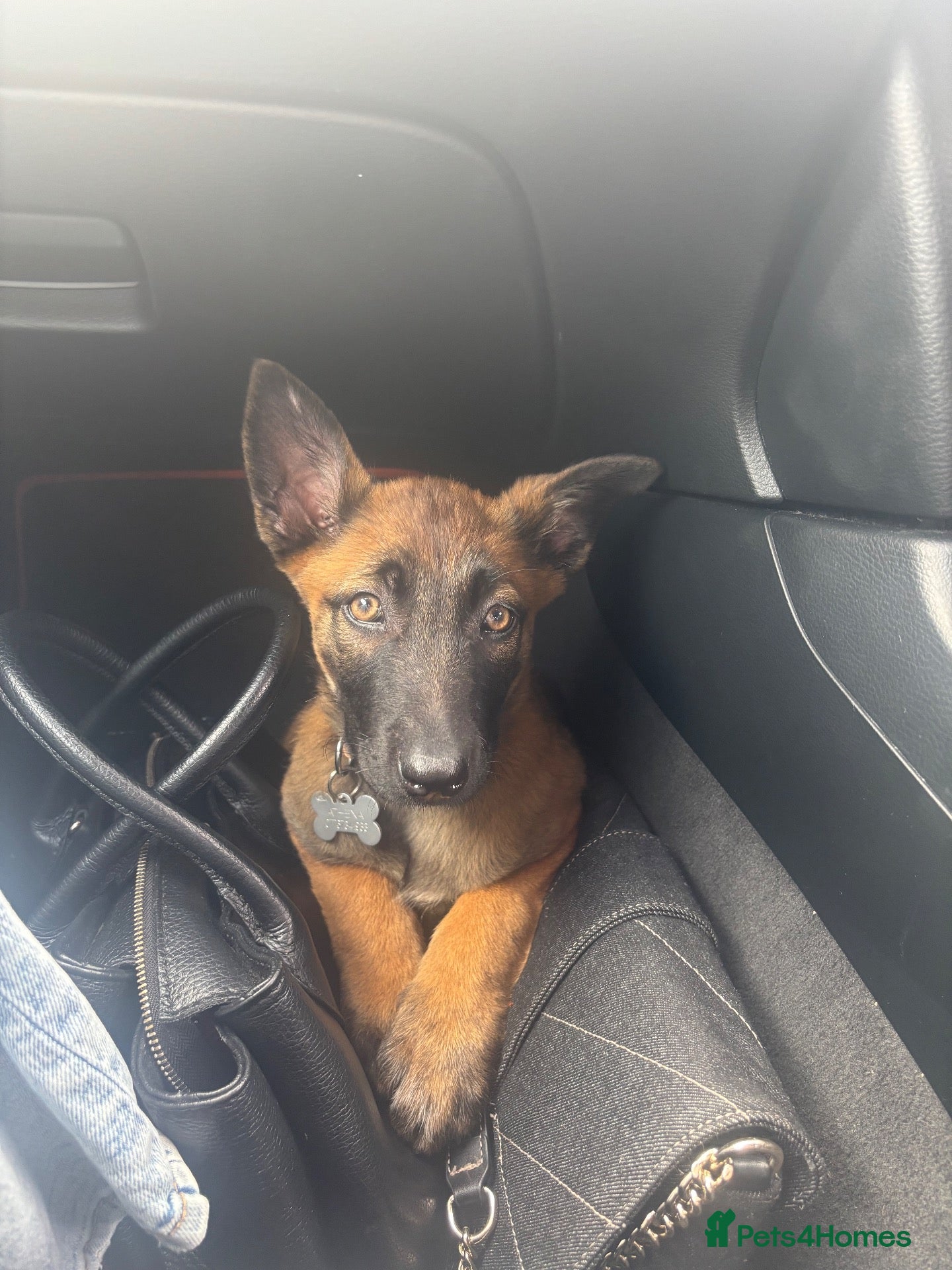 Belgian Shepherd Dog dogs 4 Month old Belgian Malinois - Advert 1