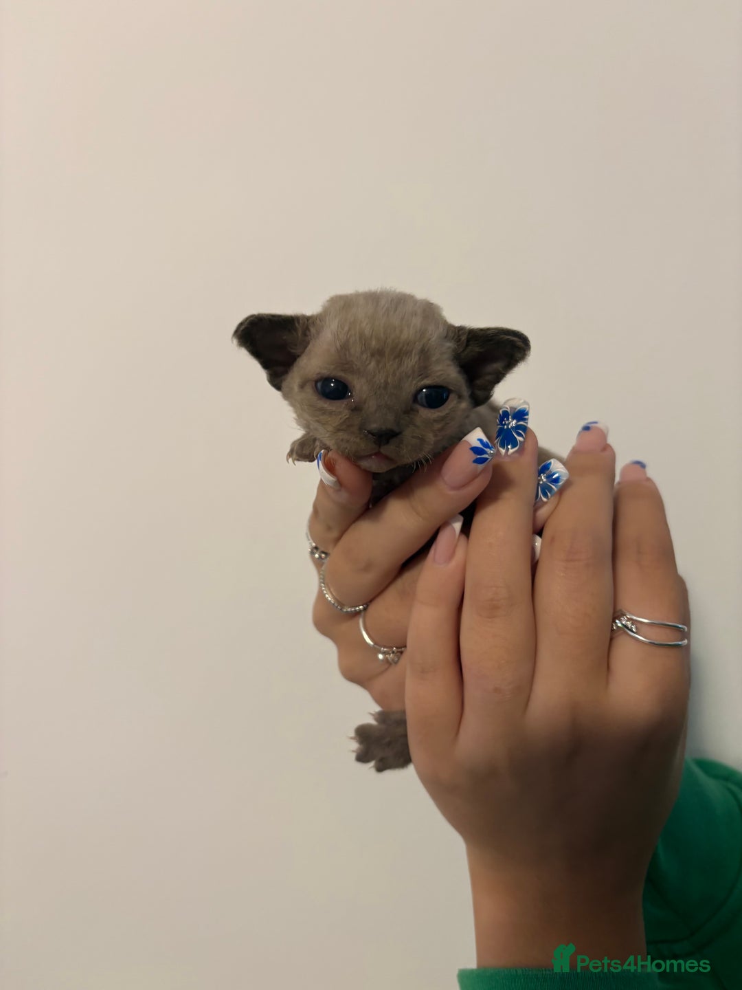 Devon Rex cats for sale: ❤️Devon rex kittens available 😻 - Image 13