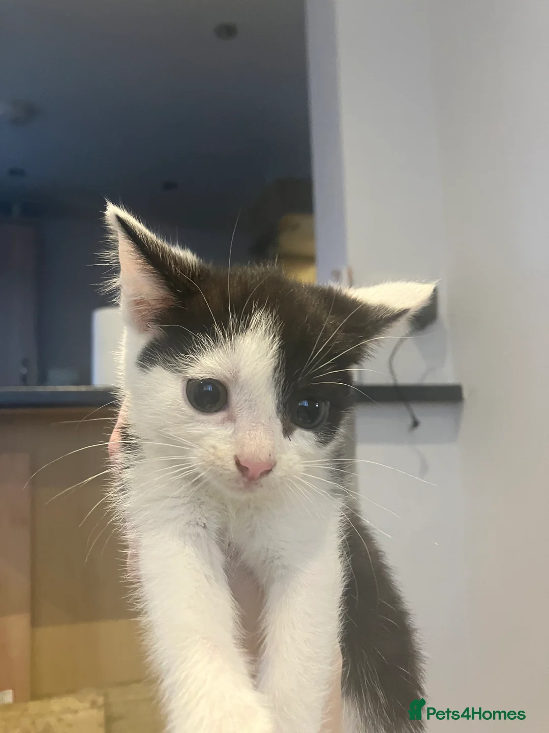 Mixed Breed cats for sale: 9 weeks kittens  - Advert 2