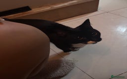 Mixed Breed cats for sale: Kittens/cats in need of new homes  - Image 8