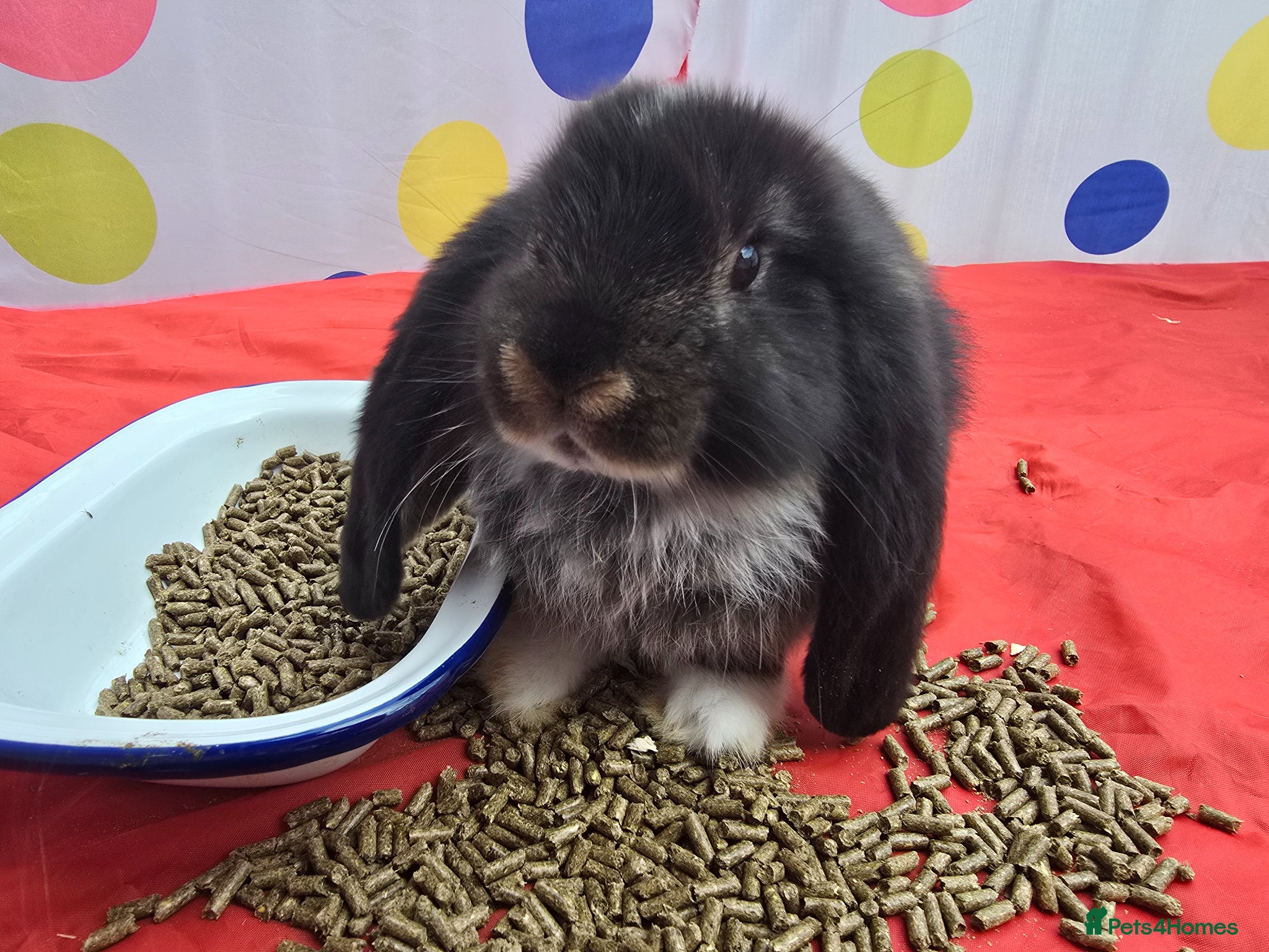 French Lop rabbits Pedigree giant french lop - Advert 2