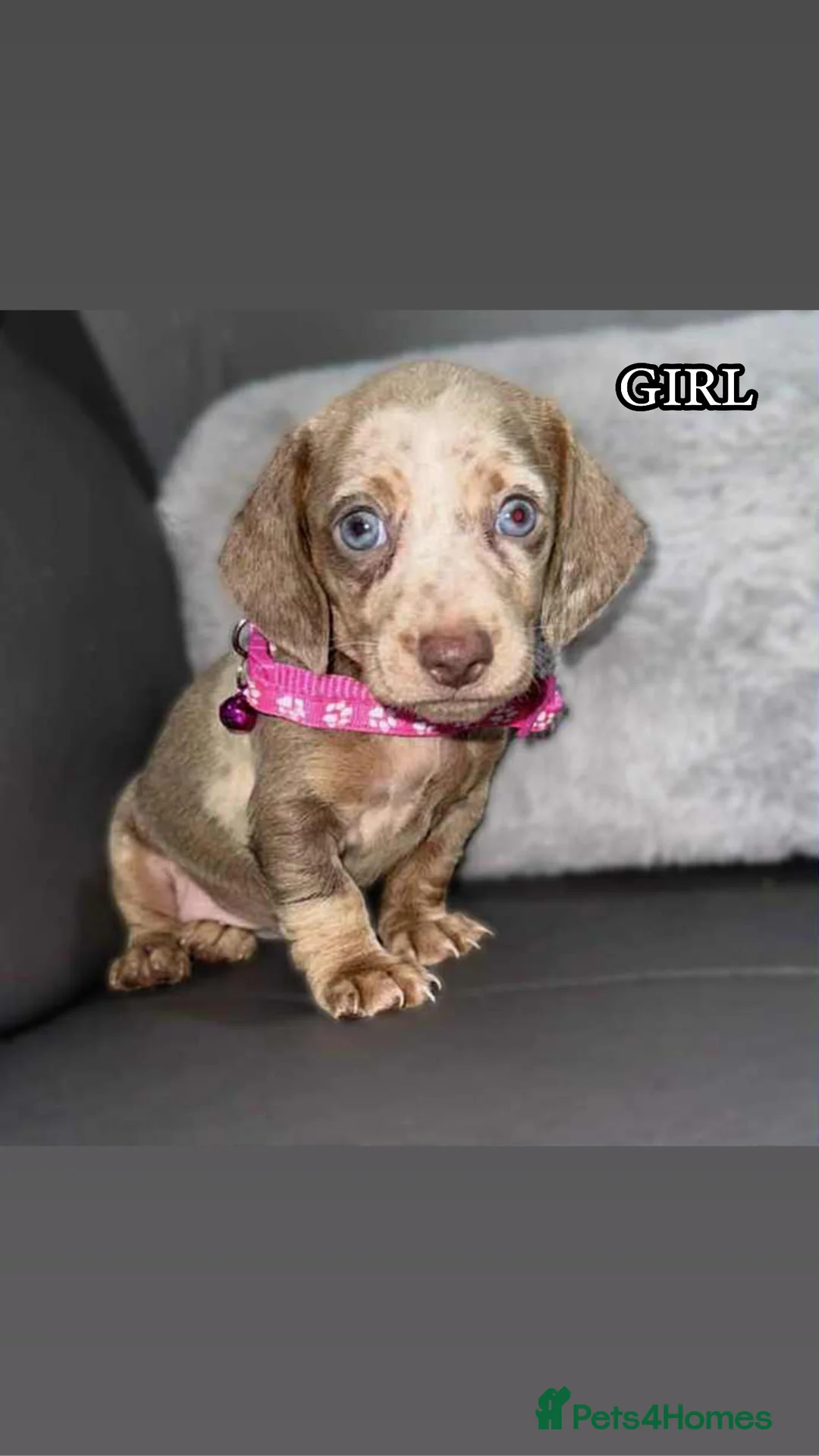 Miniature Dachshund dogs for sale: Miniature Dachshunds - Advert 3