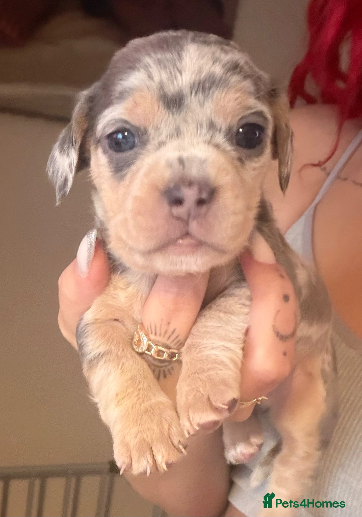 Mixed Breed dogs FOR SALE French Bull Wieners Puppies  - Advert 12