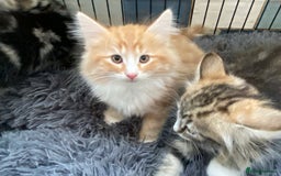 Norwegian Forest Cat cats for sale: 3 Norwegian Forrest Kittens - Image 5