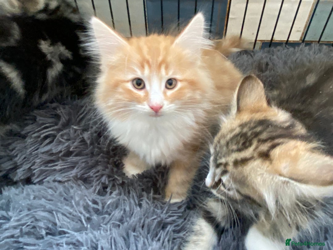 Norwegian Forest Cat cats for sale: 3 Norwegian Forrest Kittens - Image 5